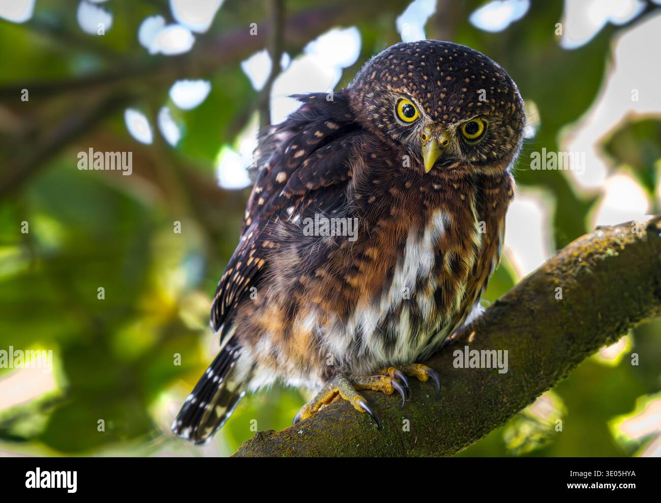 Costa-ricanische Pygmieneule (Glaucidium costaricanum), die auf moosigem Baumzweig im tropischen Waldgebiet thront Stockfoto