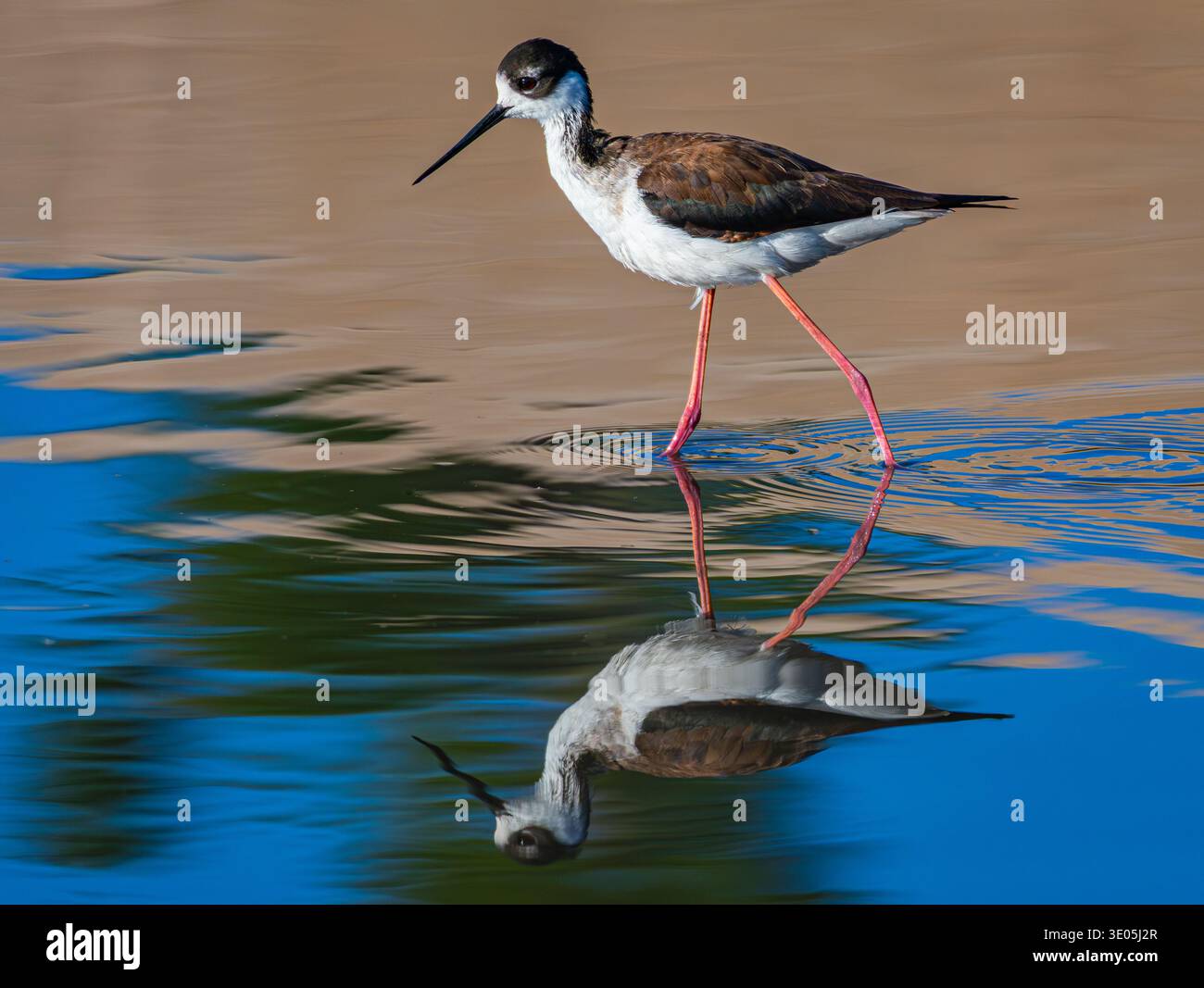 Schwarzhals-Stelze (Himantopus mexicanus), die in seichten Feuchtgebieten mit Reflexion waten, eleganter langbeiniger Küstenvogel, der sich in einem sumpfigen Lebensraum auf der Suche hält Stockfoto
