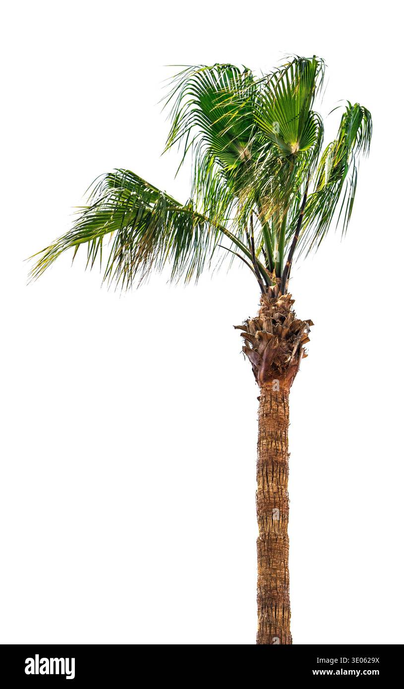 Majestätische Palme isoliert auf weißem Hintergrund tropisches Paradies und Sommerurlaub Stockfoto