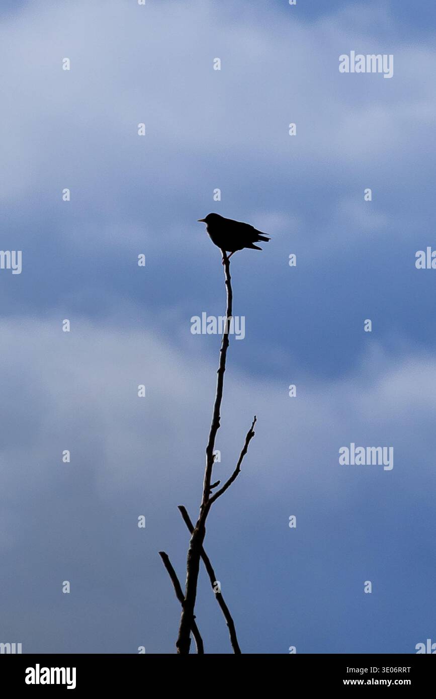 Ein Vogel, der auf einem Baumzweig sitzt, mit dem Himmel im Hintergrund Stockfoto