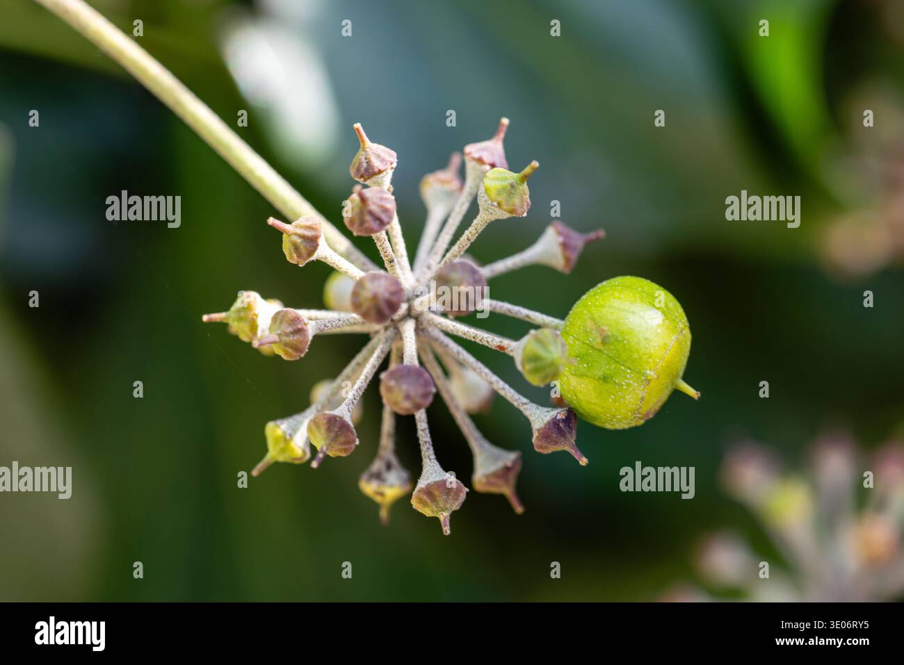 Grüne Pflanze irischer Efeu, lateinischer Name Hedera hibernica Stockfoto