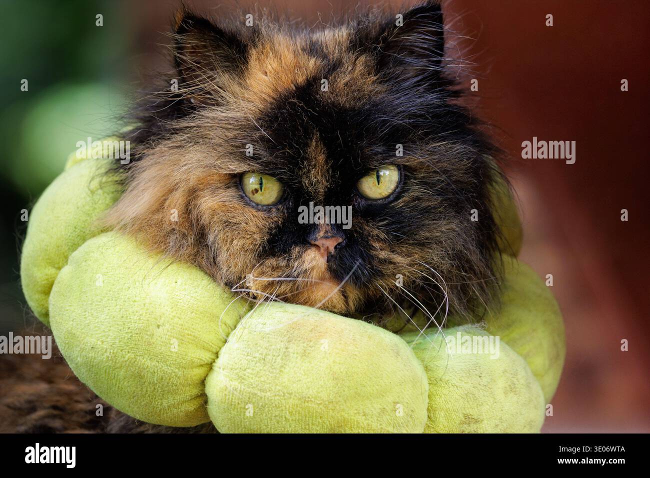 Langhaarige Katze mit einem Donut-förmigen Genesungskragen mit direktem Blick Stockfoto
