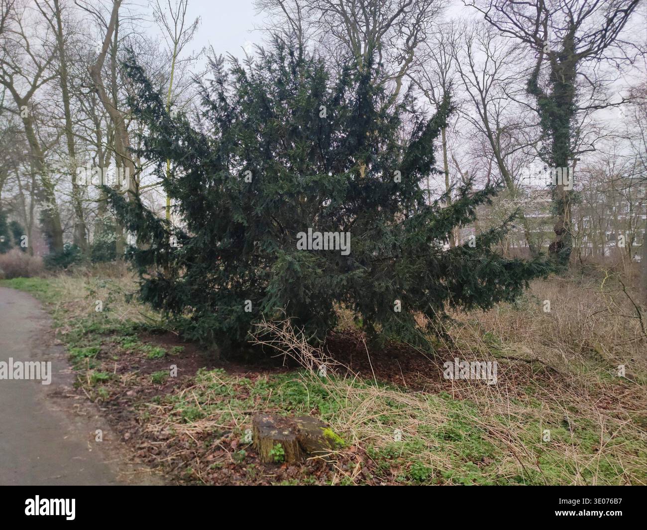glanzmispel blüten Glanzmispel 'Red Robin' kaufen – rote Hecke main image 1