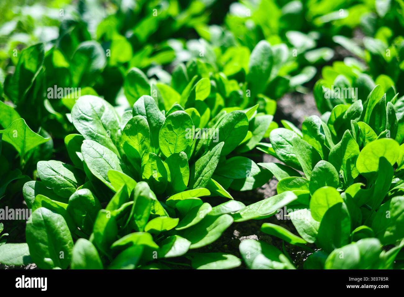 Junge Blattspinatpflanzen im Hausgarten, beleuchtet durch Morgensonne. Hausgemachte Produkte, ökologischer Lebensstil und frisches Ernährungskonzept Stockfoto