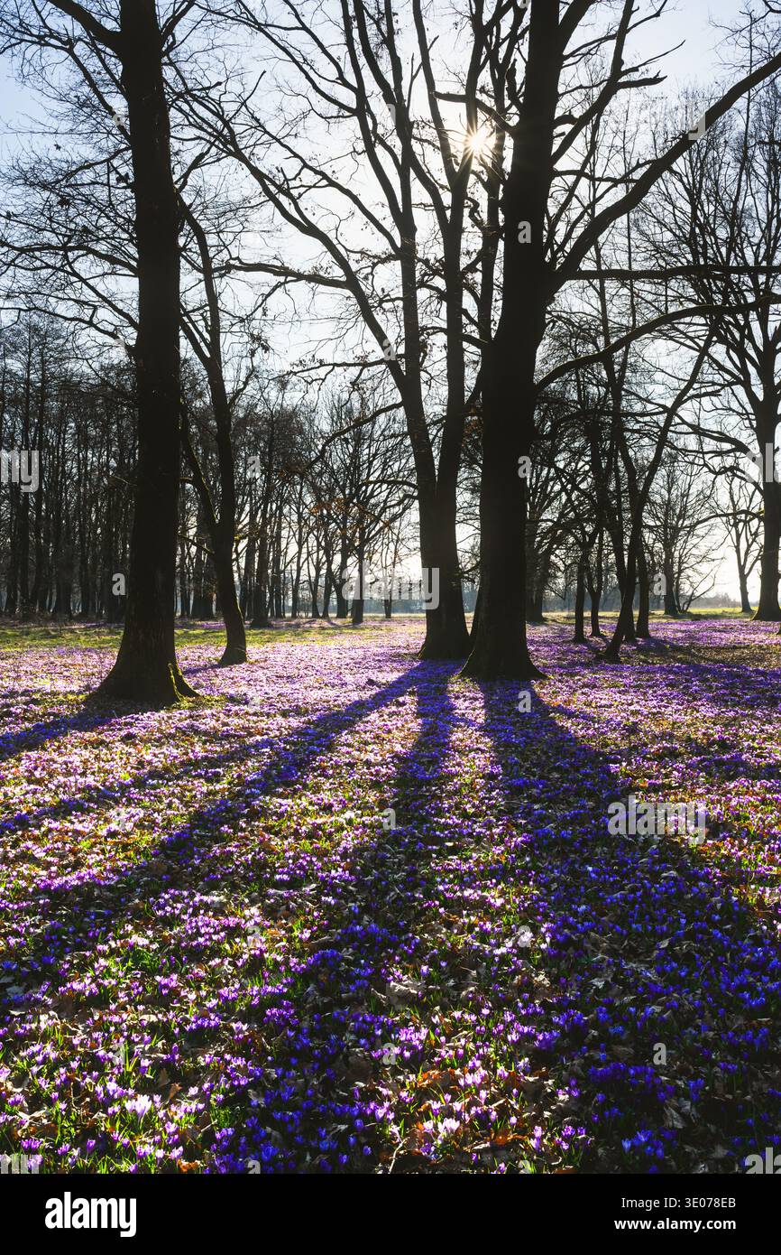Lange Baumschatten erstrecken sich über den Waldboden, der mit blühenden Krokussen bedeckt ist. Frühe Frühlingswälder, florale Bodenbedeckung, dramatisches natürliches Licht Stockfoto