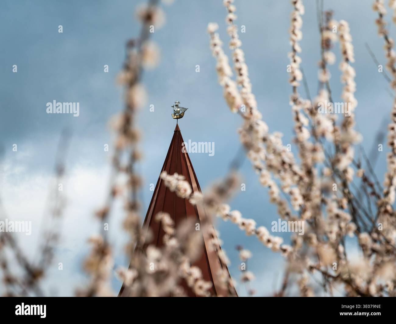 Blick auf eine Wetterfahne in Form eines Segelschiffes auf dem Turm eines spitzen Zinndachs durch die Äste eines blühenden Aprikosenbaums. Stockfoto