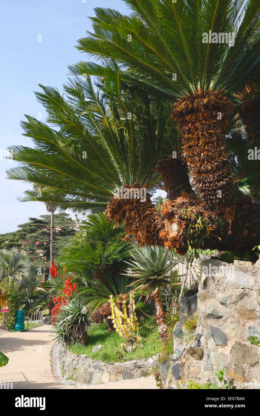 Üppige Cycas Revoluta Palmen und blühende Sukkulenten im Parco di Villa Rocca. Vertikale Aufnahme japanischer Sago-Palmen mit dicken braunen Stämmen und Grün Stockfoto