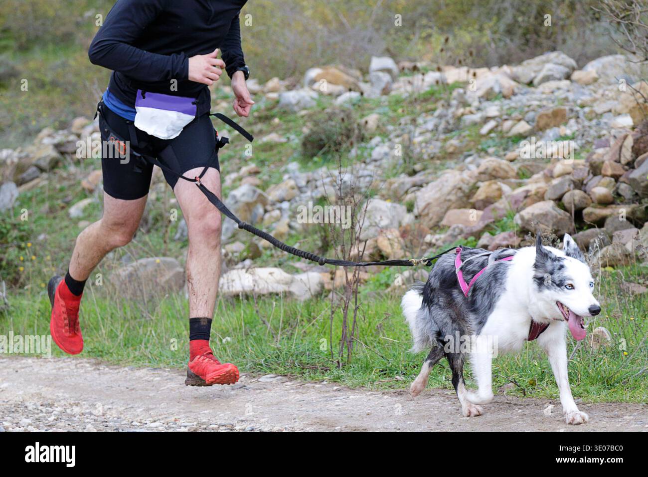 Ein Mann, der mit seinem Hund an einem beliebten Canicross-Event teilnimmt Stockfoto