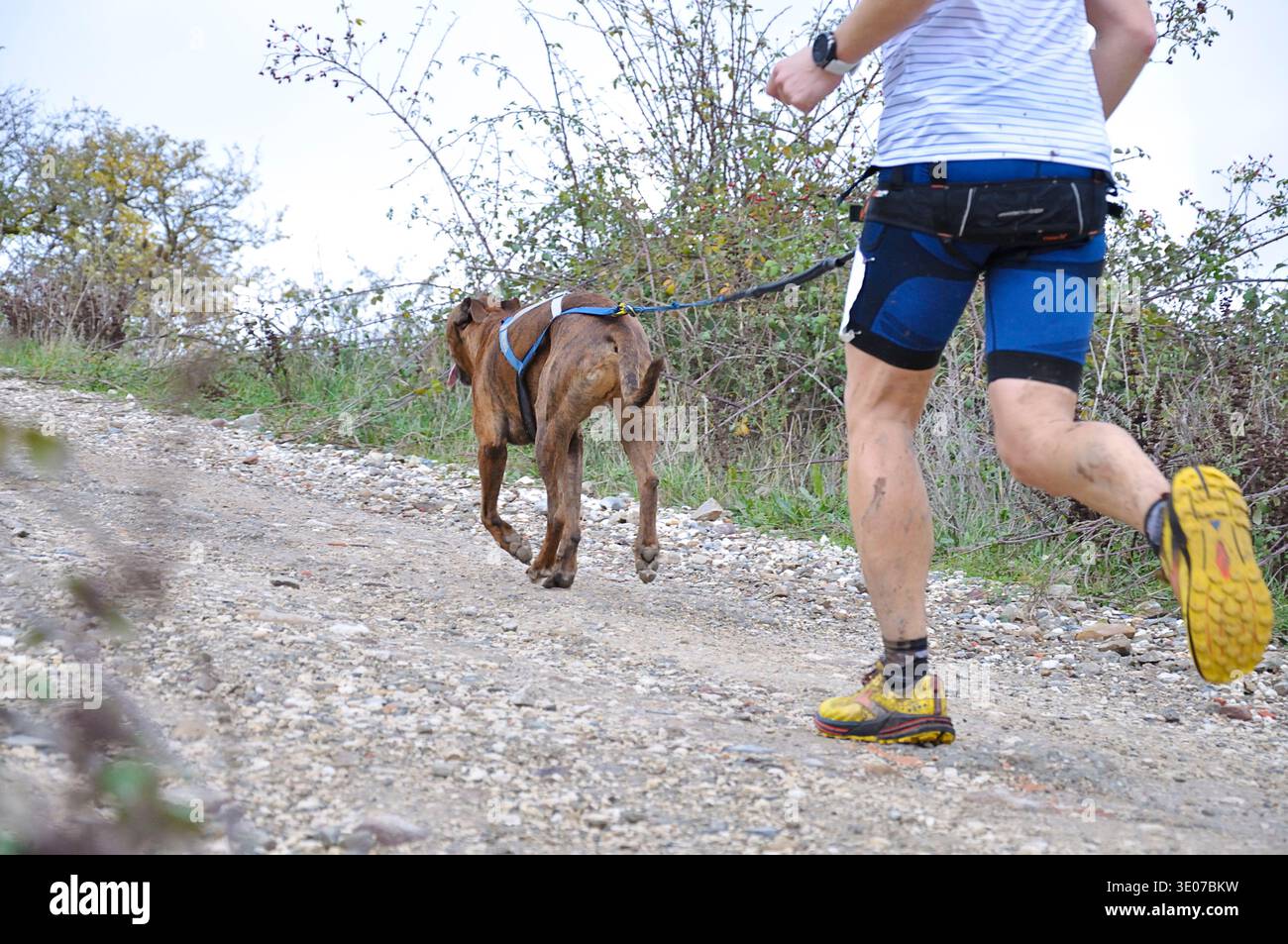 Ein Mann, der mit seinem Hund an einem beliebten Canicross-Event teilnimmt Stockfoto