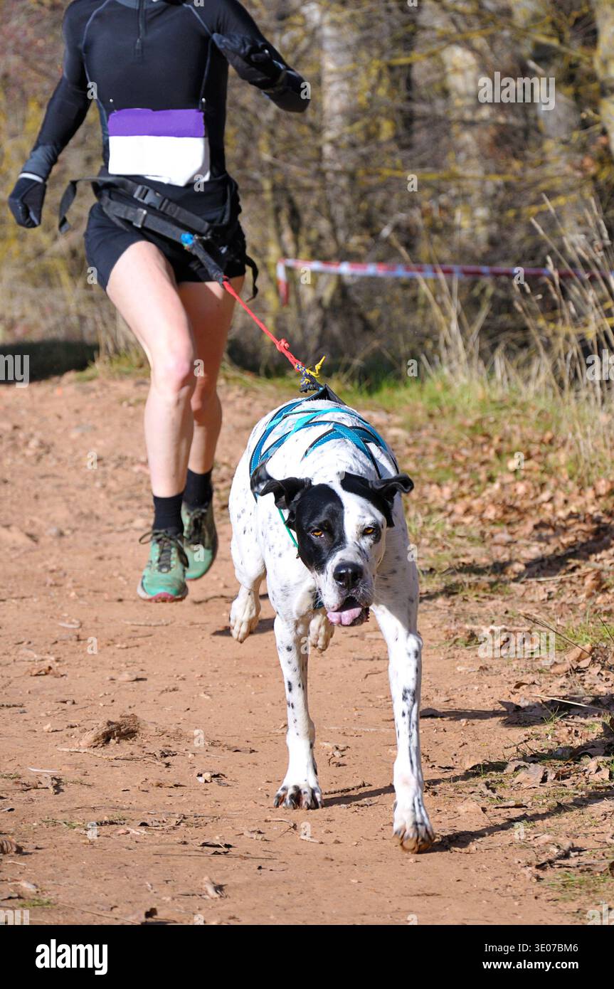 Frau, die mit ihrem Hund an einem beliebten Canicross-Event teilnimmt Stockfoto