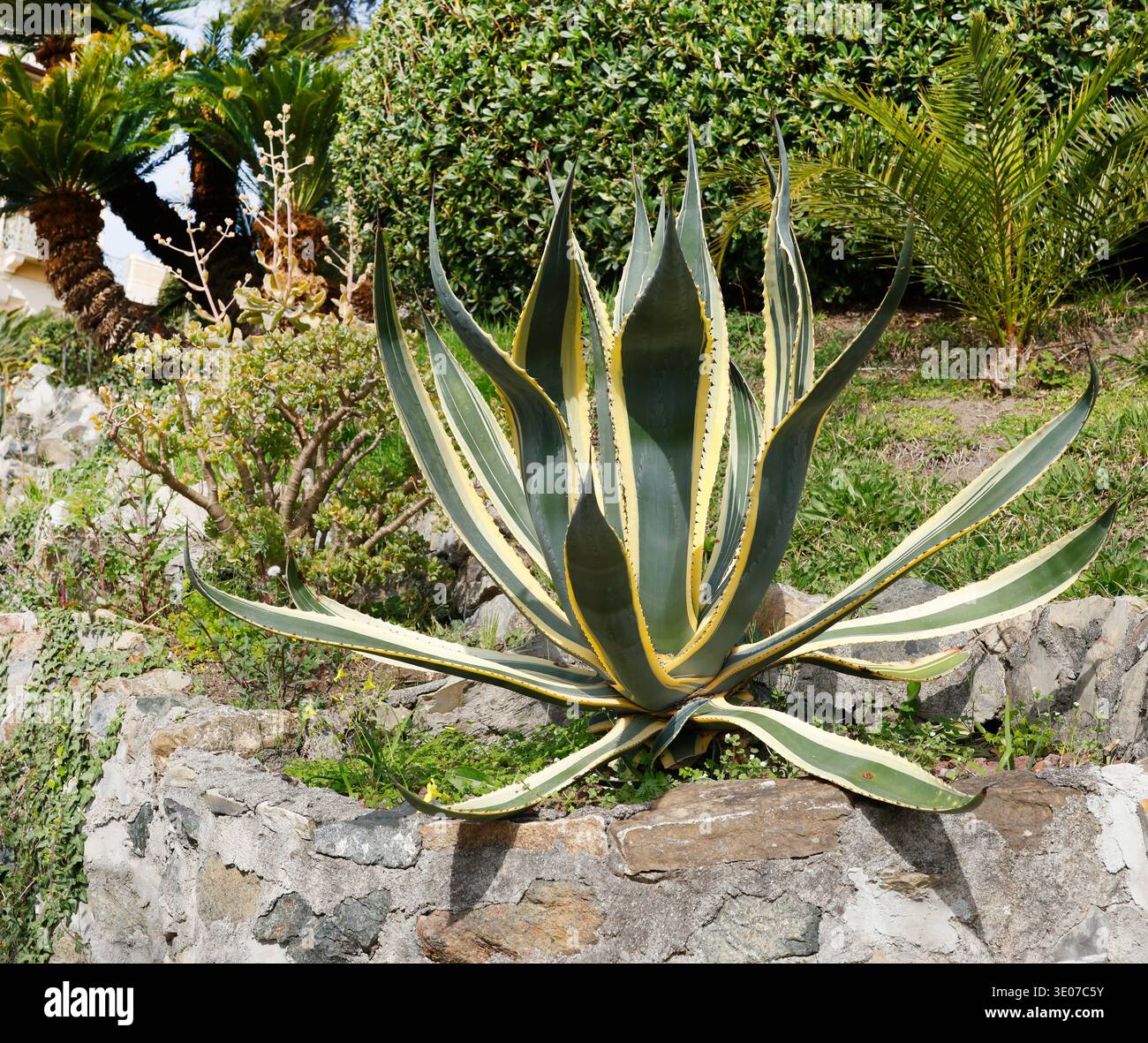 Agave Jahrhundert Pflanze auf Plantage variegated. Riesige grne Bltter,  gelbe gezackte Rnder im botanischen Garten. Immergrn saftig. Groer  Kaktus, lebend pl Stockfotografie - Alamy