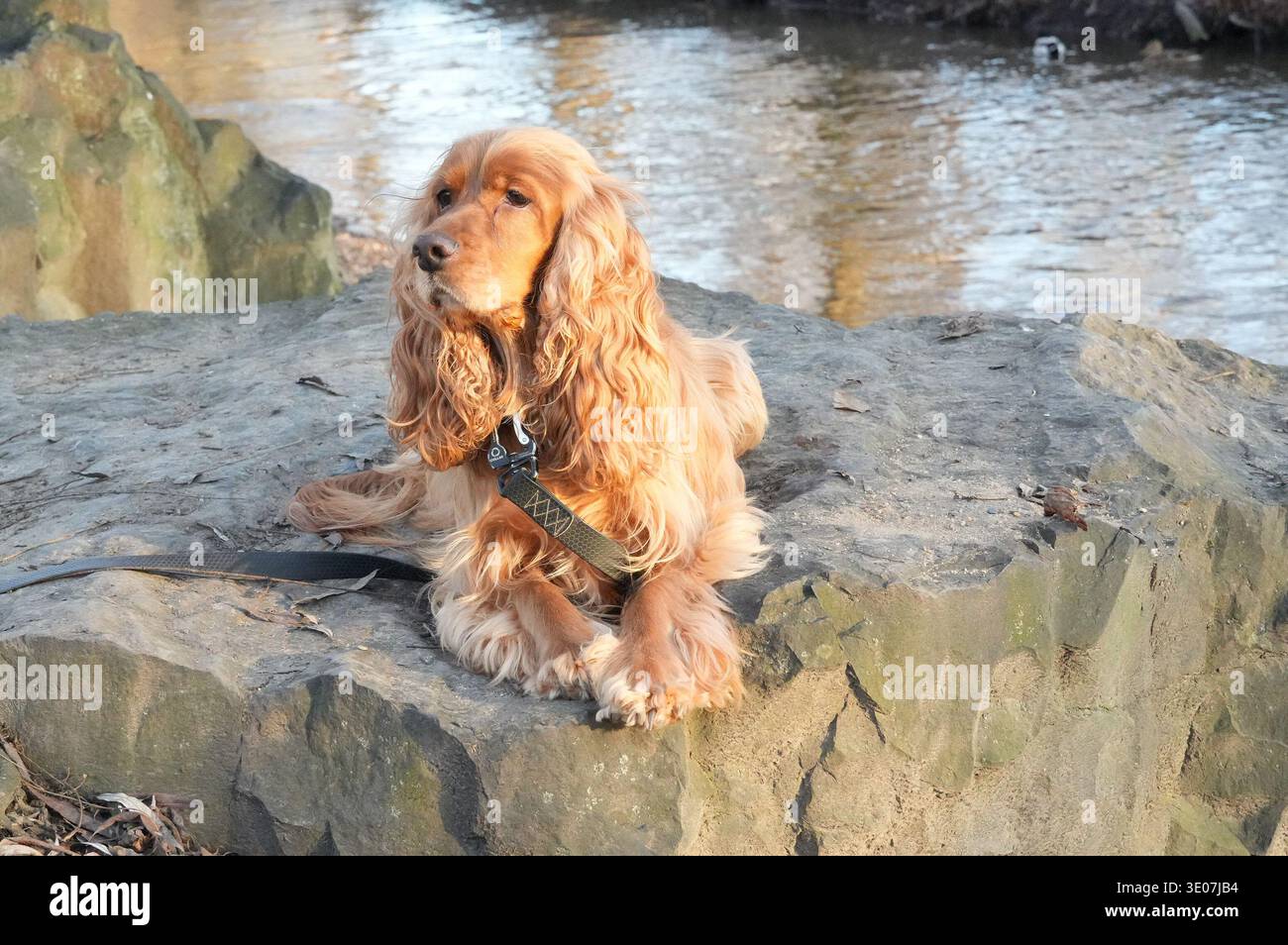 Ein Cocker Spaniel sitzt auf einem Felsen am Fluss. Stockfoto