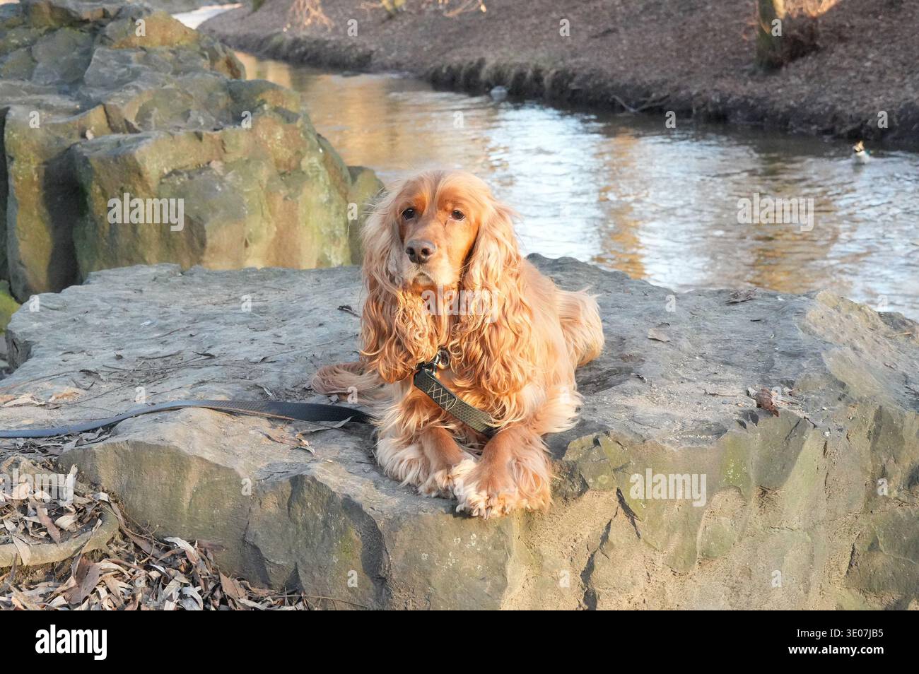 Cocker Spaniel sitzt auf einem Felsen am Fluss im Park Stockfoto