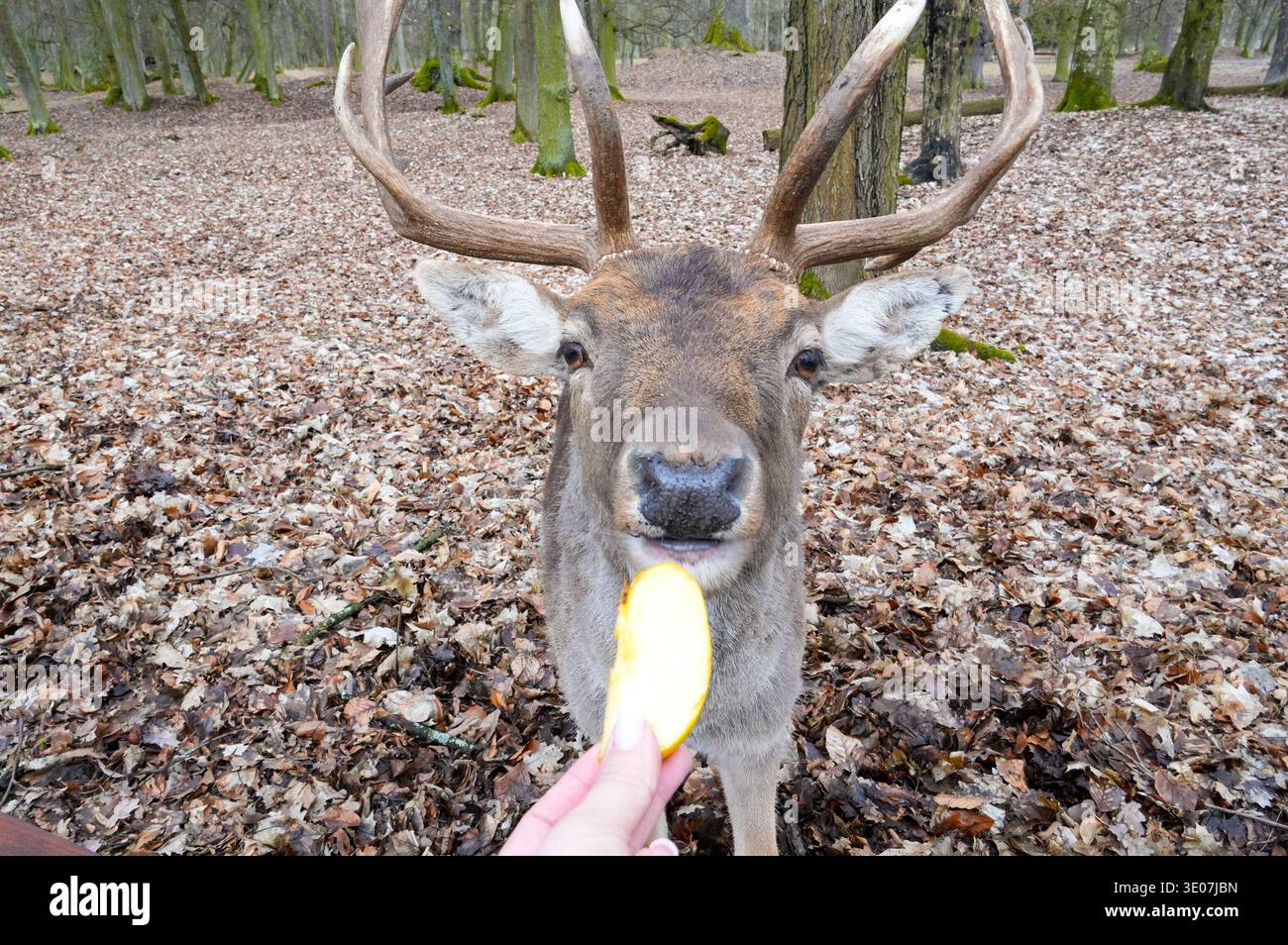 Hirsche im Park. Das Tier in seinem natürlichen Lebensraum. Stockfoto