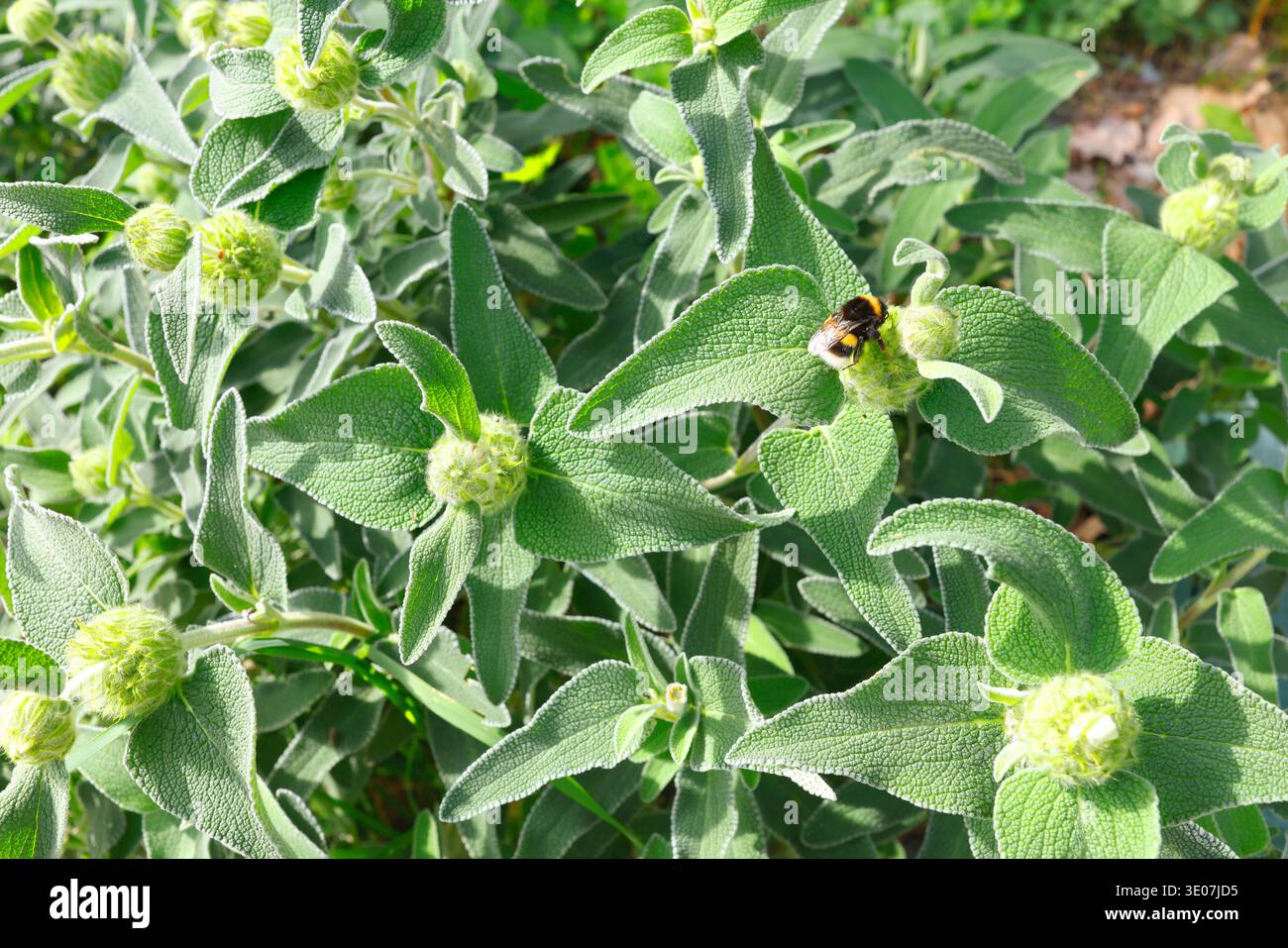 Hummel an Phlomis fruticosa Pflanze im sonnigen mediterranen Garten. Nahaufnahme mit einer Fuzzy Bombus-Biene, die Jerusalem Salbei Blütenknospen bestäubt Stockfoto