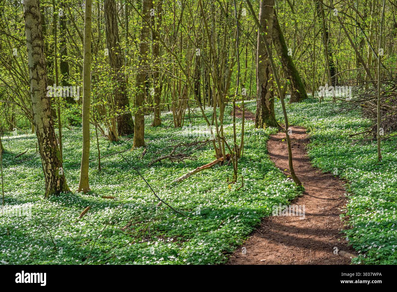 Gewundener Wanderweg, ein blühender Wald mit Frühlingsblumen in der Sonne Stockfoto