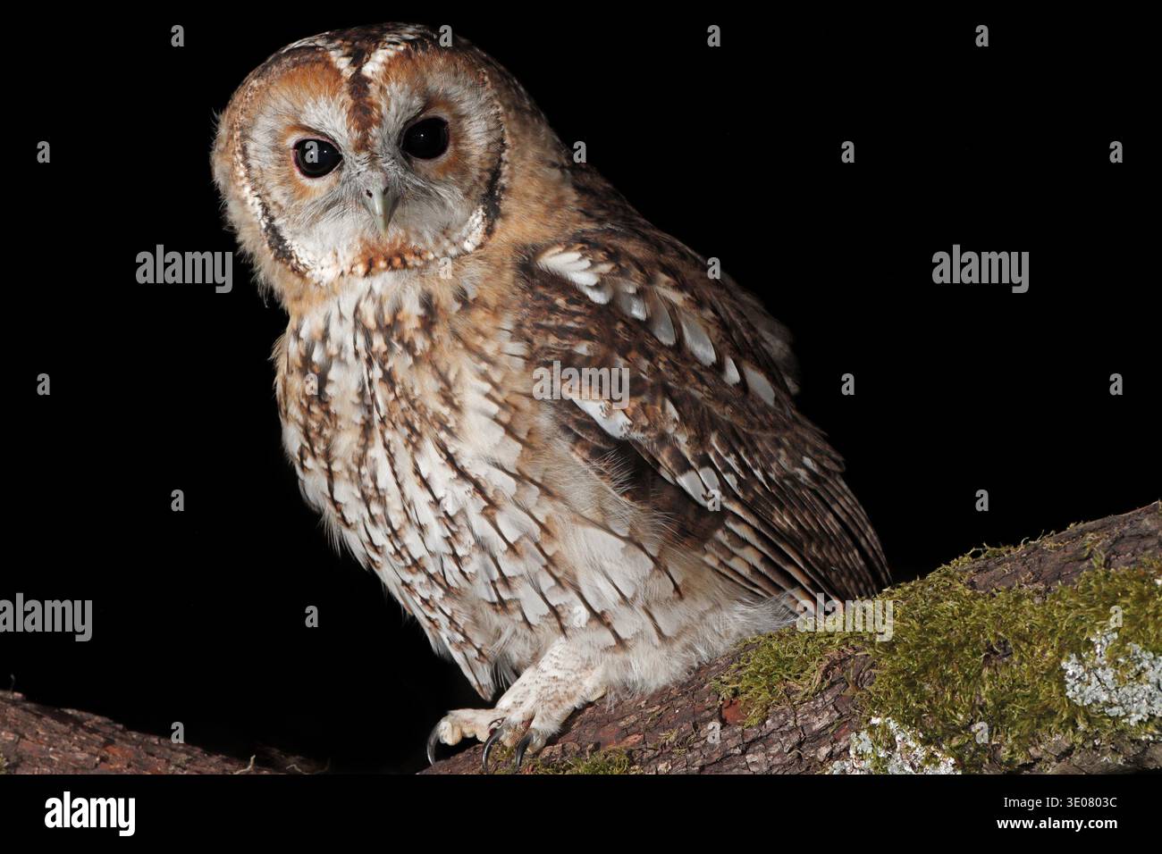 TAWNY OWL, GROSSBRITANNIEN. Stockfoto
