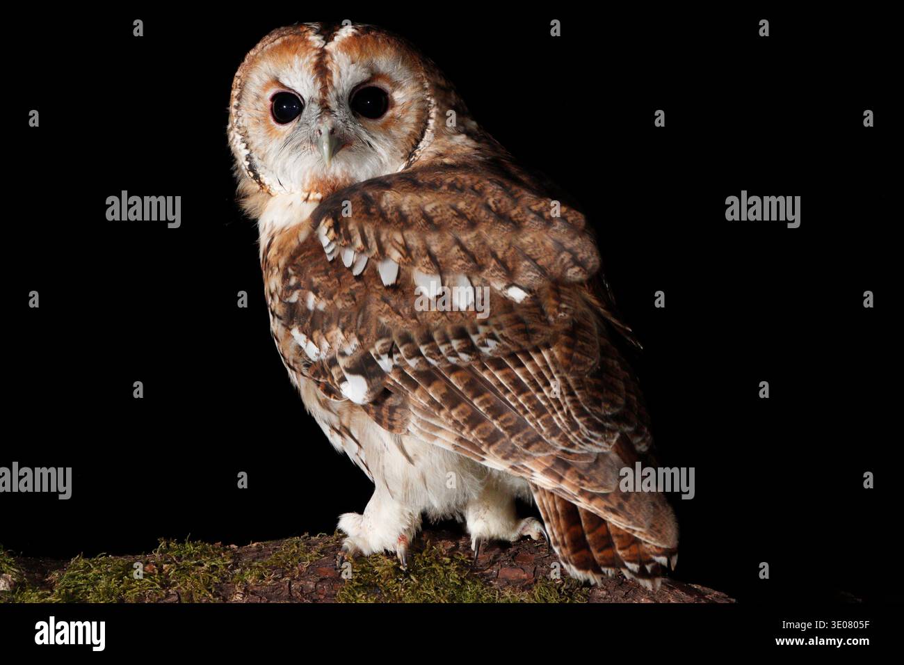 TAWNY OWL (Strix aluco) at Night, UK. Stockfoto