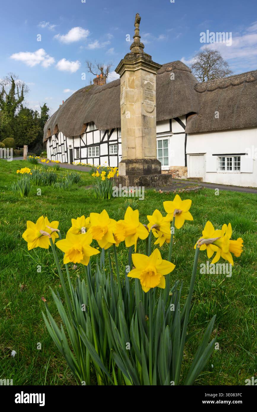 Narzissen auf dem Dorfplatz mit weißen strohgedeckten Hütten und Kriegsdenkmal, Wherwell, Test Valley, Hampshire, England, Vereinigtes Königreich, Europa Stockfoto
