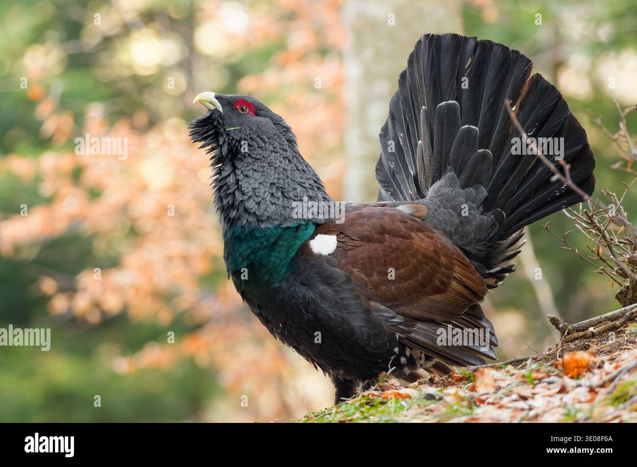 Auerhuhn (Tetrao urogallus) in einem Bergwald in den italienischen Alpen Stockfoto