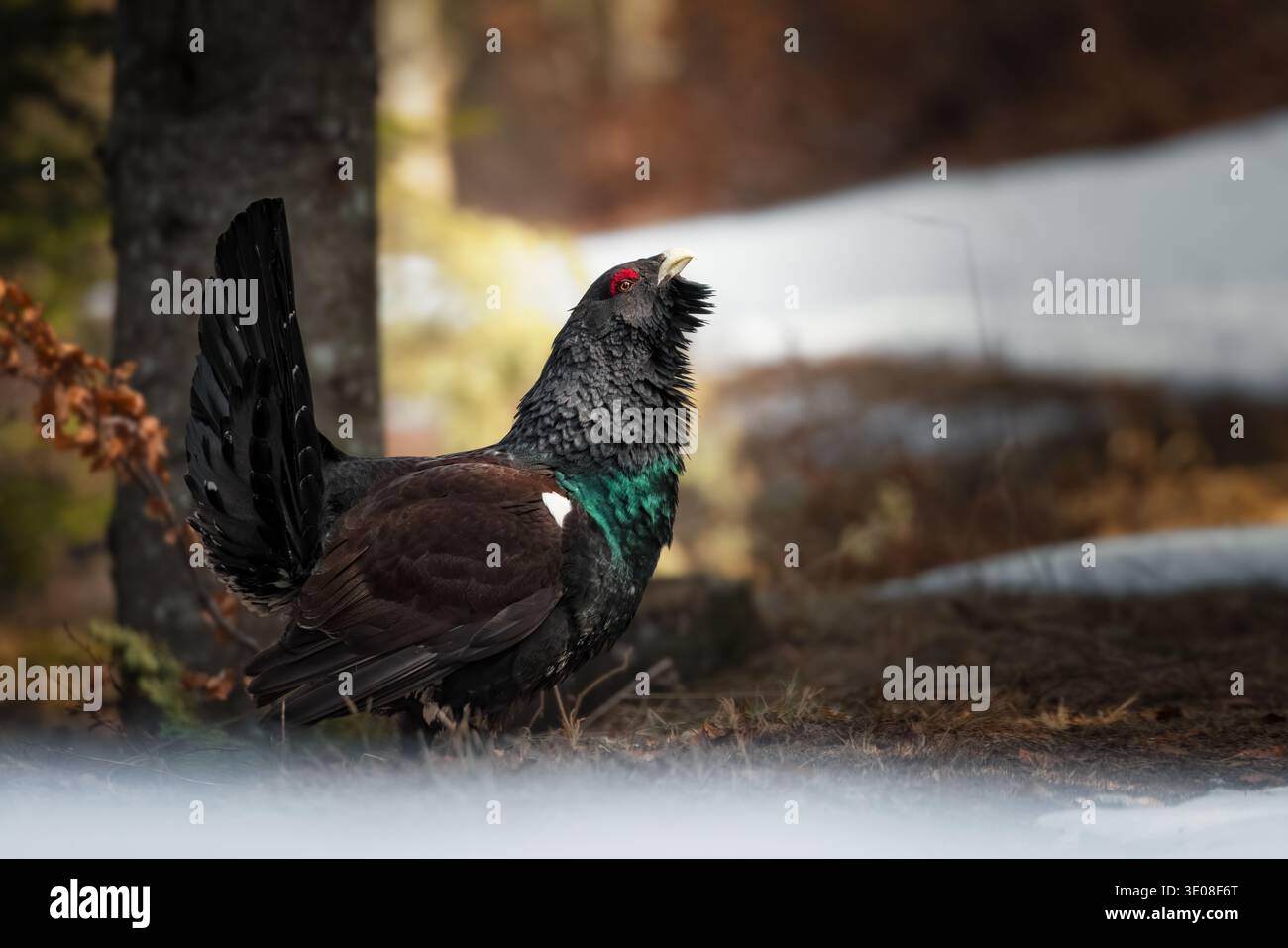 Auerhuhn (Tetrao urogallus) in einem Bergwald in den italienischen Alpen Stockfoto
