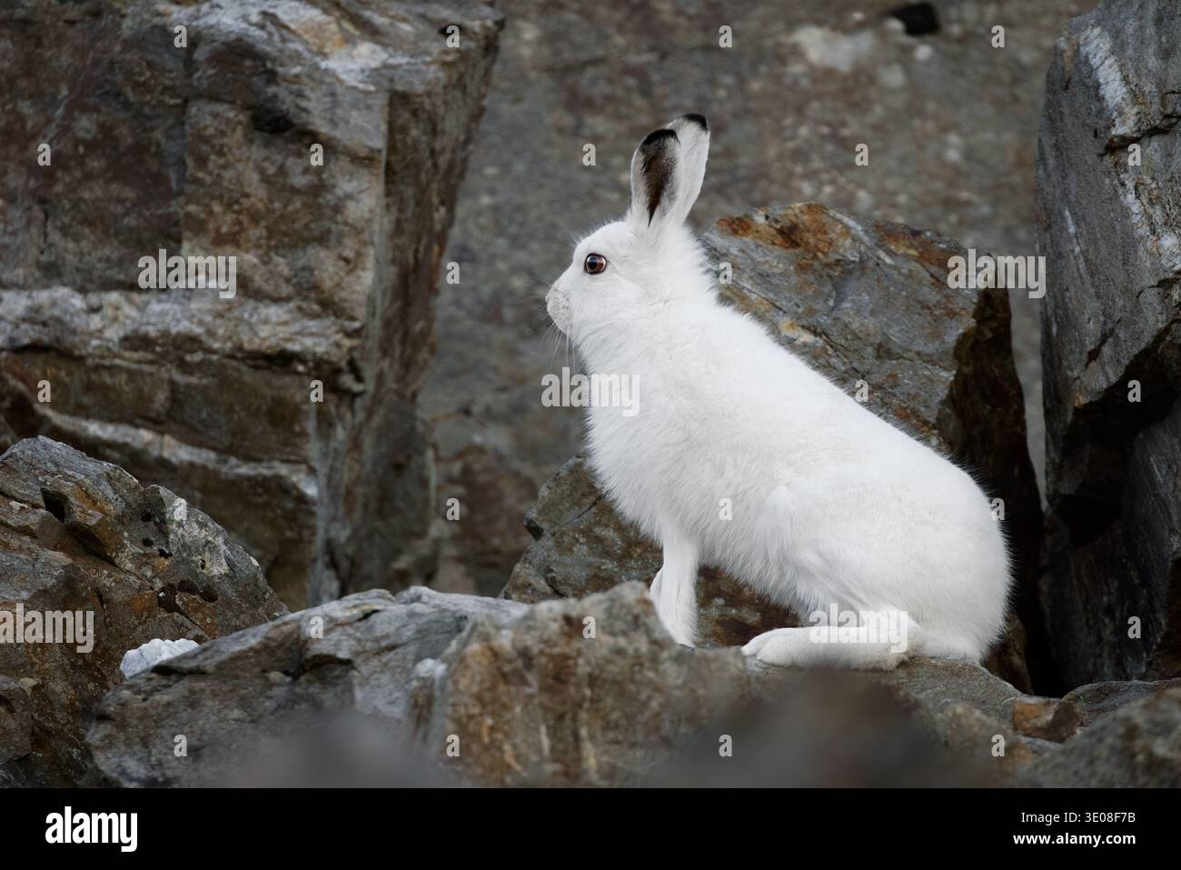 Berghase oder variabler Hase (Lepus timidus varronis) auf den Felsen im typischen alpinen Lebensraum, weißes Winterfell, italienische Alpen Stockfoto