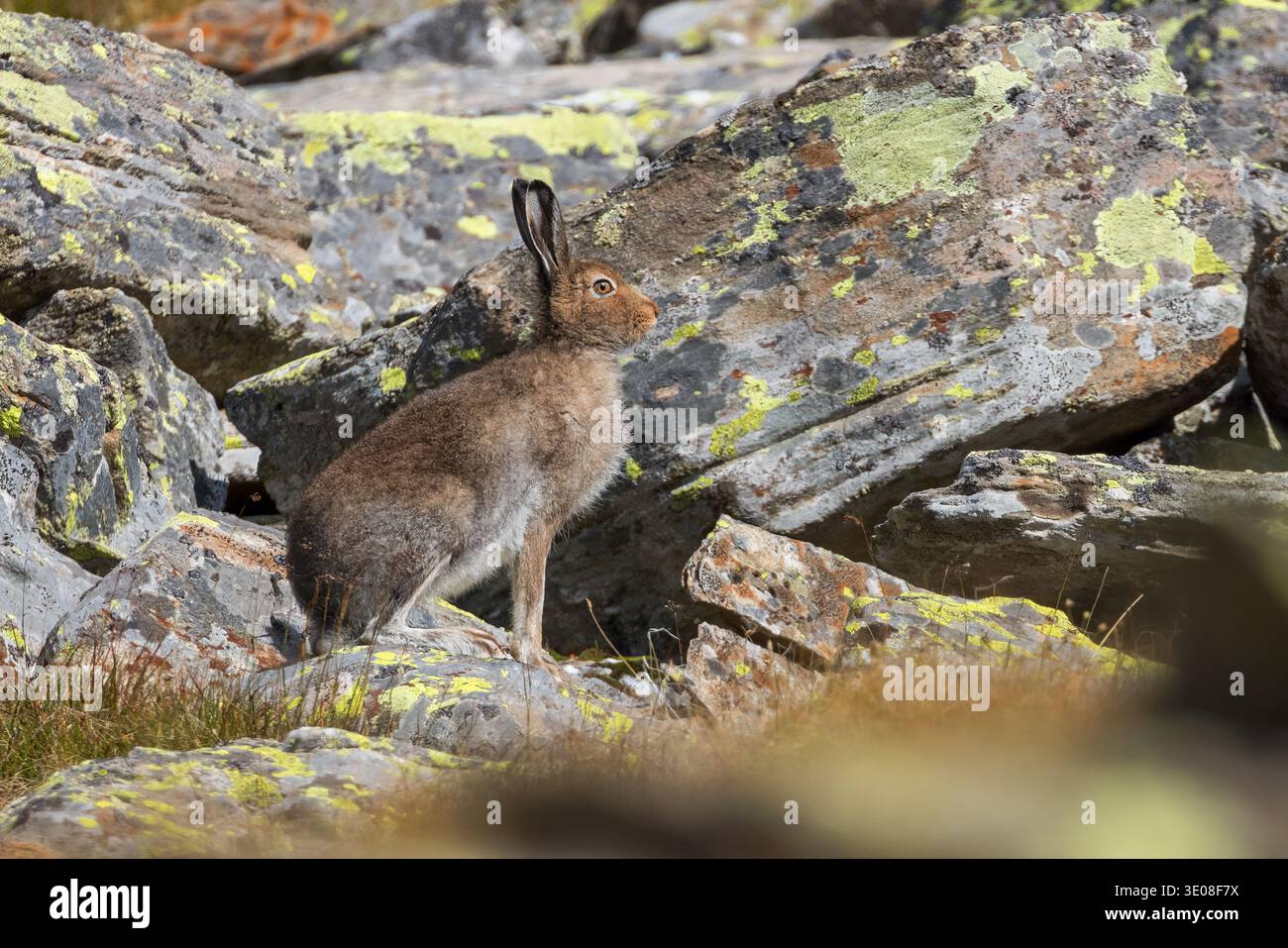 Berghase oder variabler Hase (Lepus timidus varronis) auf den Felsen im typischen alpinen Lebensraum, braunes Sommerfell, italienische Alpen Stockfoto