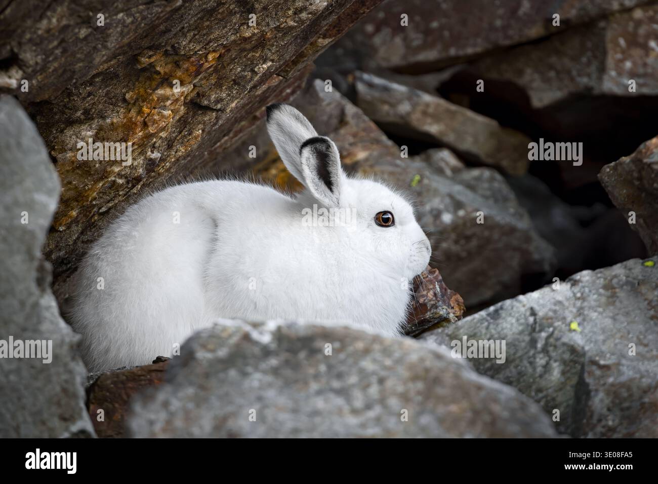 Berghase oder variabler Hase (Lepus timidus varronis) auf den Felsen im typischen alpinen Lebensraum, weißes Winterfell, italienische Alpen Stockfoto
