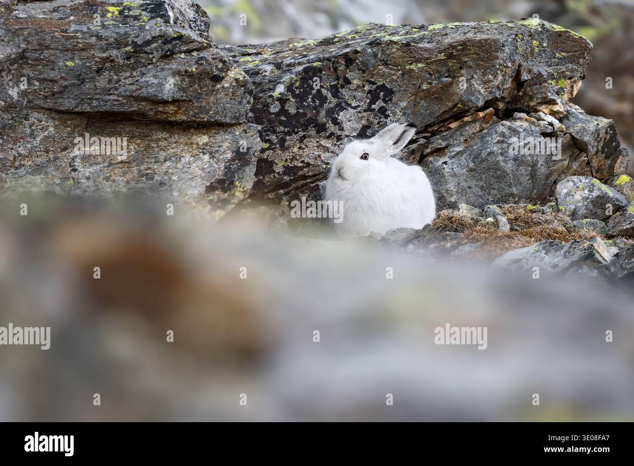 Berghase oder variabler Hase (Lepus timidus varronis) auf den Felsen im typischen alpinen Lebensraum, weißes Winterfell, italienische Alpen Stockfoto