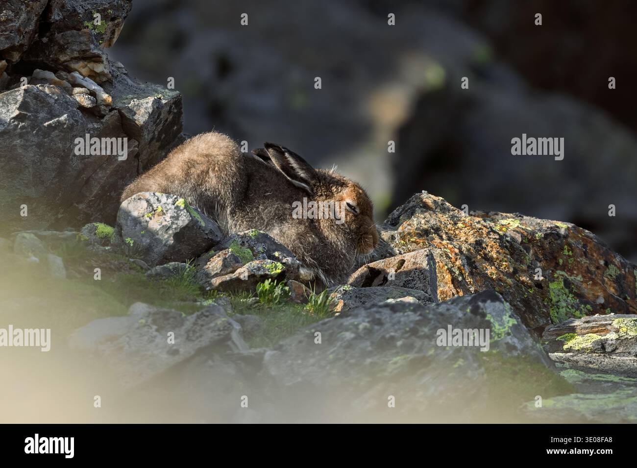 Bergkaninchen oder Variabler Hase (Lepus timidus varronis) versteckt und getarnt zwischen den Felsen im typischen Alpenlebensraum, braunes Sommerfell Stockfoto