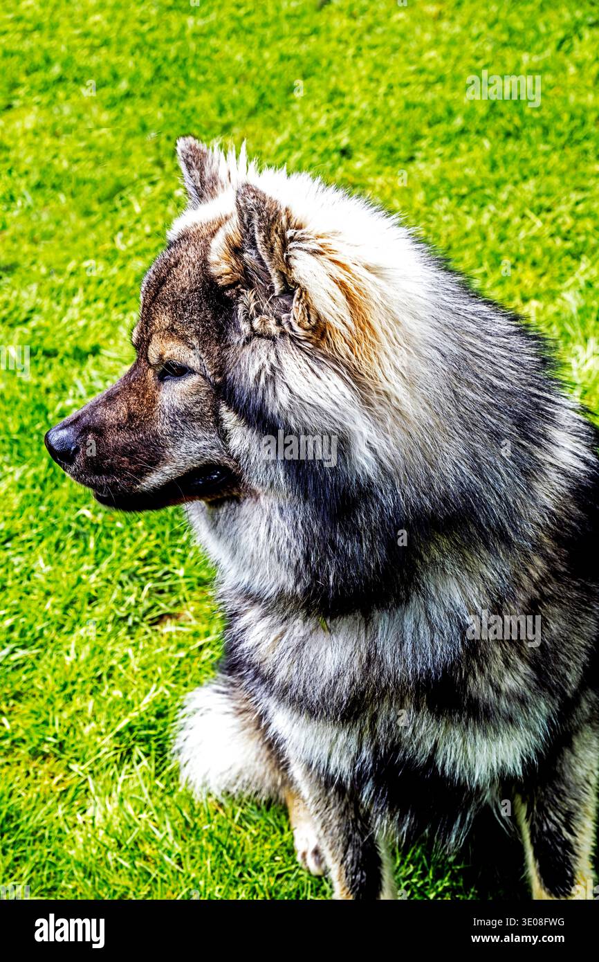 Eurasier - Kreuzung von Wolfsspitz-Hündinnen und Chow-Chow-Rüden; Kreuzung zwischen populärer europäischer und asiatischer Spitze Stockfoto