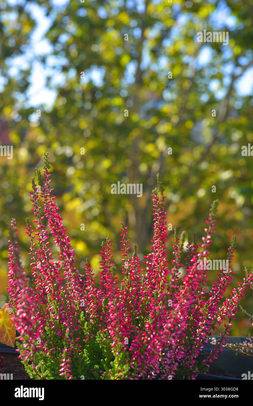 Calluna vulgaris Pflanzen auf Balkon, vertikale Ansicht Stockfoto