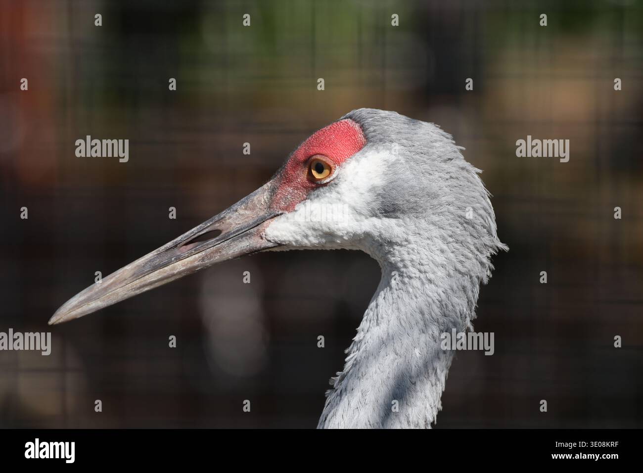 Hochformat, grau, weißer Kran, rote Kappe, langer, scharfer Schnabel, Profil (Makro, Nahaufnahme) Stockfoto