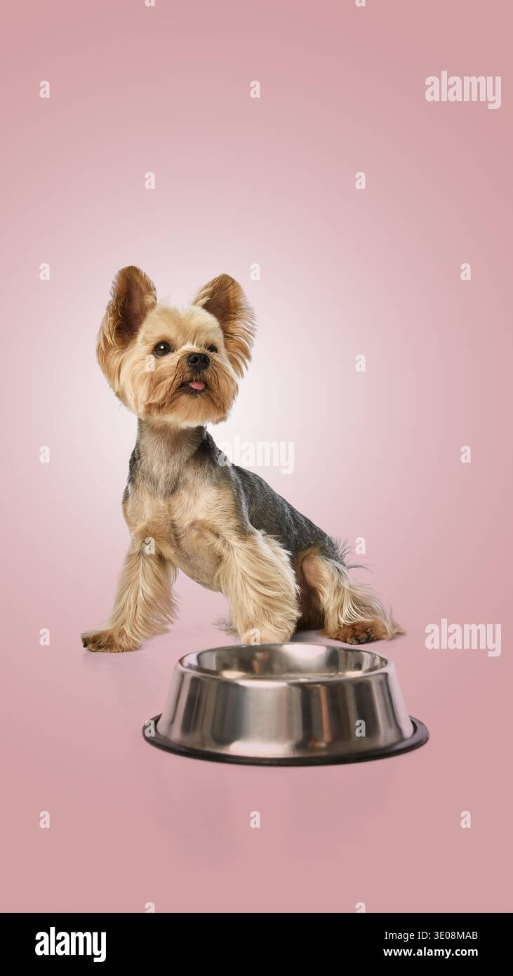 Yorkshire Terrier, der neben einer leeren Hundeschale sitzt und vor rosa Hintergrund auf Futter wartet Stockfoto