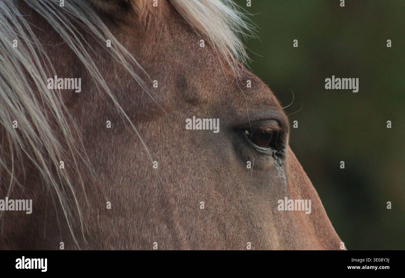 Nahporträt eines braunen Pferdekopfes mit Auge und Mähne, Idaho, USA Stockfoto