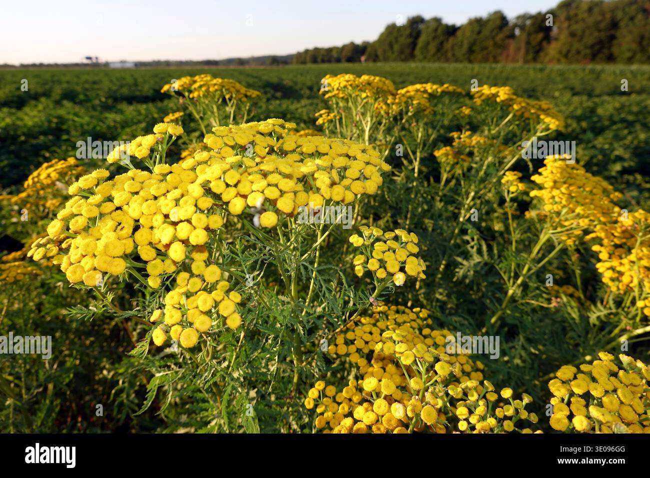 Tansy- oder Wurmfarn (Tanacetum vulgare, syn. Chrysantheme vulgare) Stockfoto