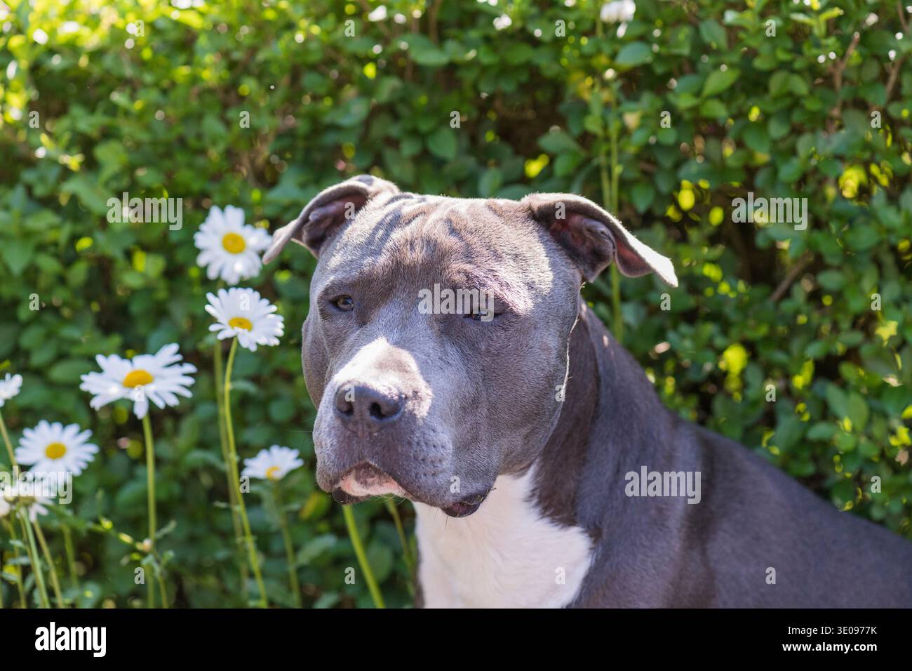 Porträt eines American Staffordshire Terrier Stockfoto