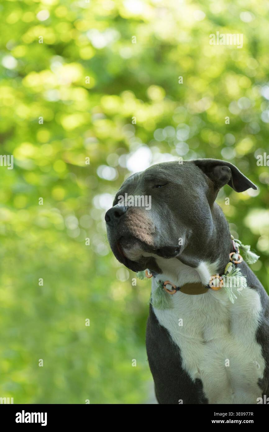 Porträt eines American Staffordshire Terrier Stockfoto