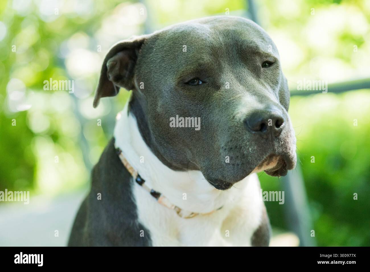 Porträt eines American Staffordshire Terrier Stockfoto