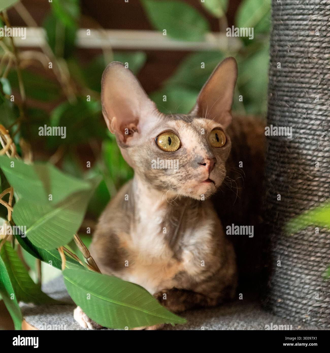 Porträt einer Cornish Rex Katze Stockfoto