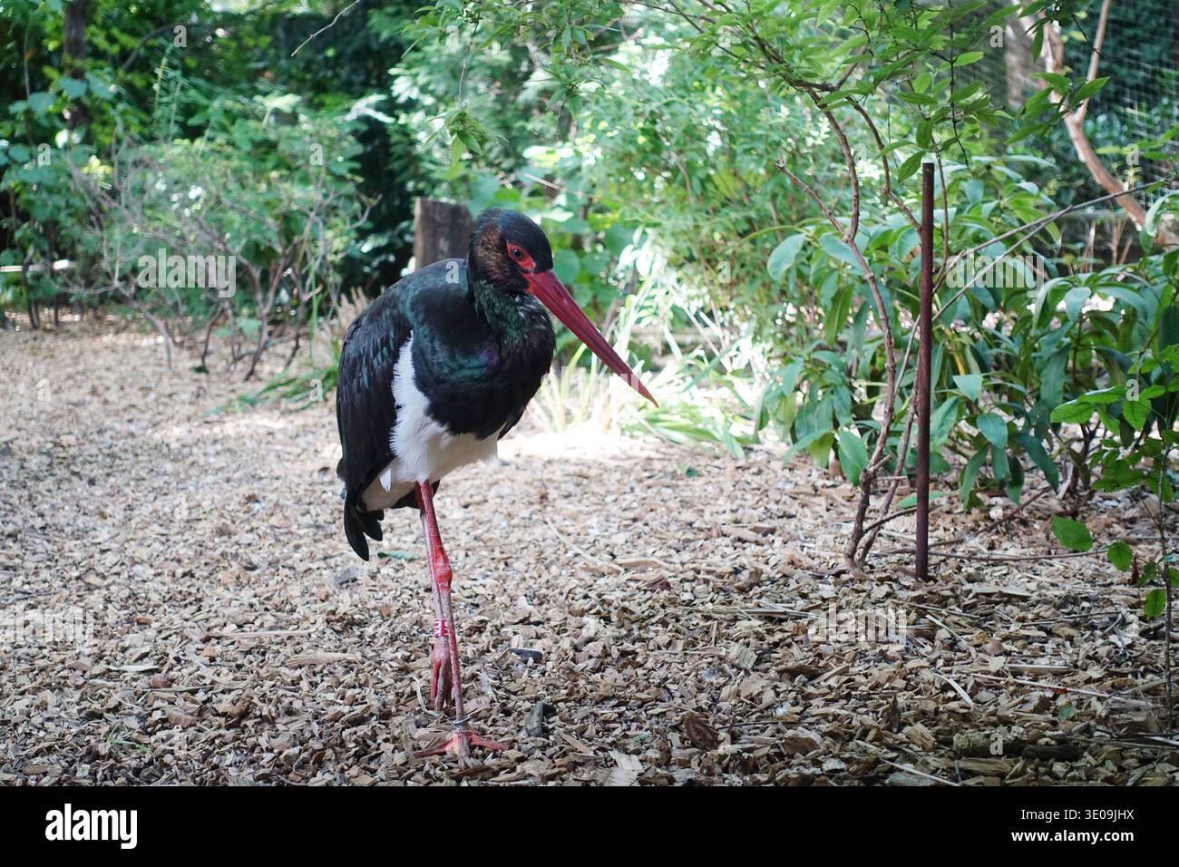 Schwarzstorch (Ciconia nigra) in einem Tiergehege Stockfoto