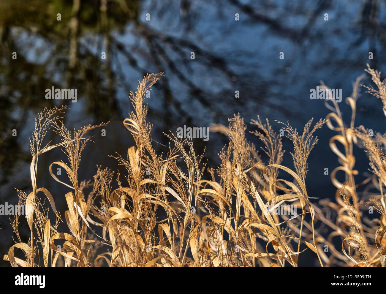Die Ziergräser am Wasser wehen im Wind Stockfoto