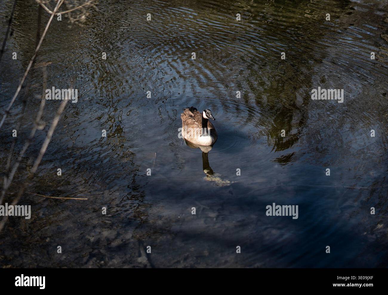 Ein Wasservogel in einer ruhigen Teichumgebung Stockfoto