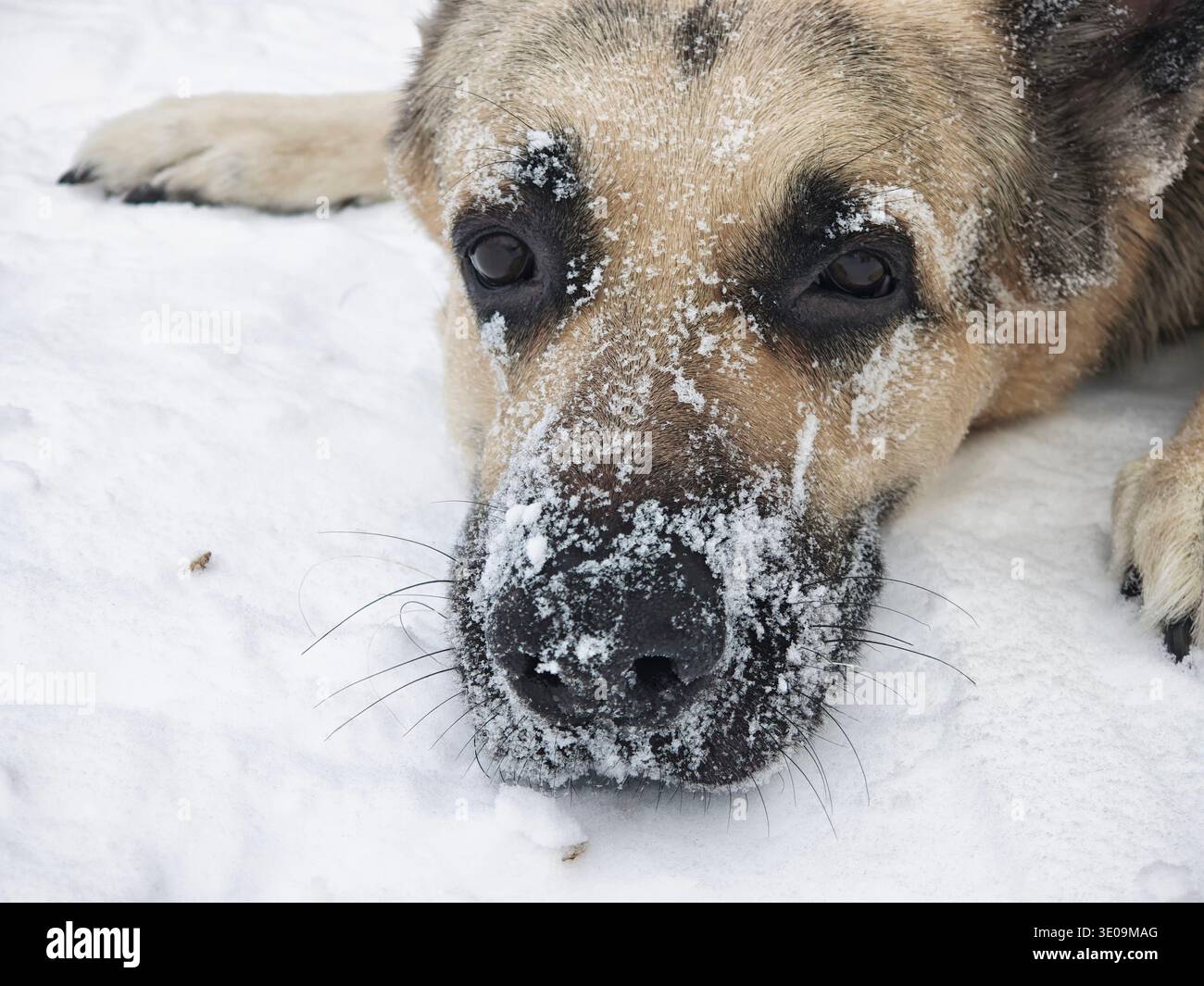 Ein Deutscher Schäferhund liegt mit Flocken im Gesicht im Schnee und genießt an einem Wintertag eine Pause zwischen Trainingsübungen im Freien. Stockfoto
