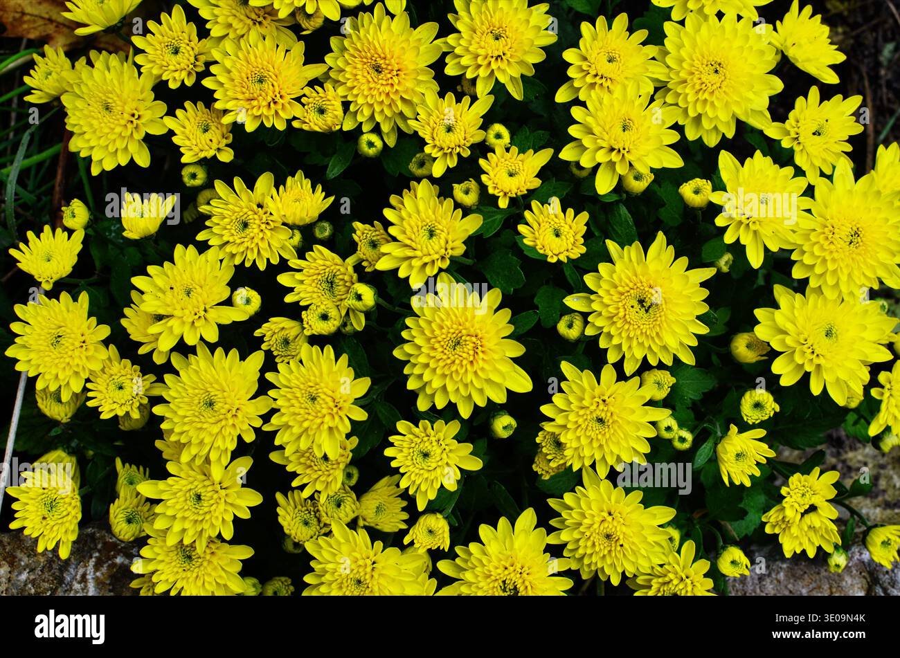 Ein Blumenstrauß wunderschöner Chrysanthemen im Freien. Chrysanthemen im Garten. Stockfoto