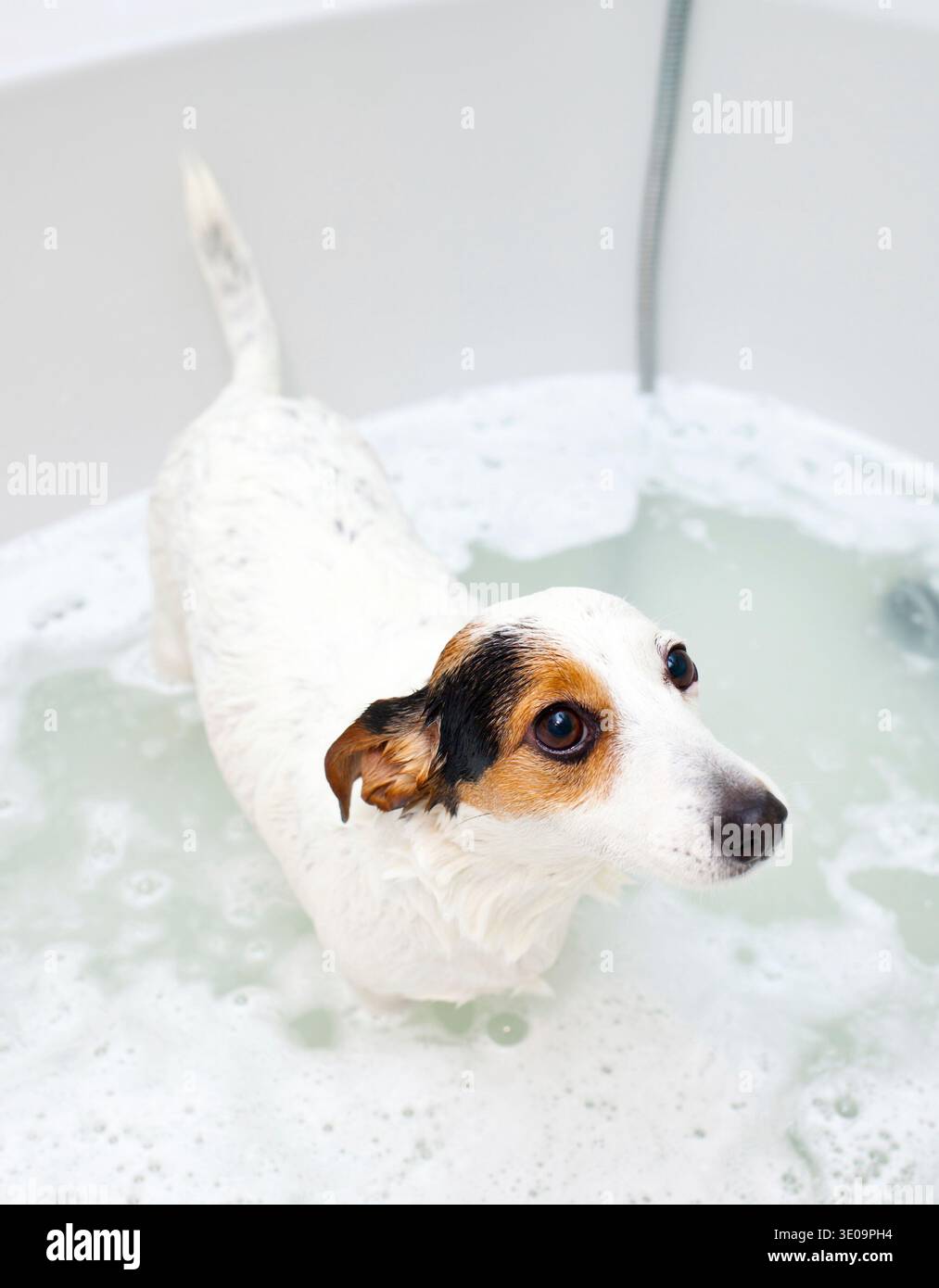 Jack Russell Hund ein Bad in einer Badewanne Stockfoto