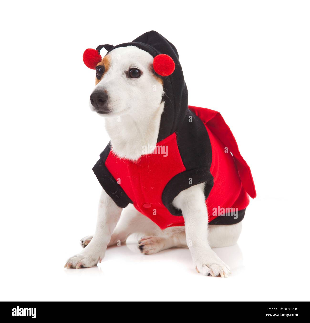 Jack Russell gekleidet wie ein Marienkäfer auf weißem Hintergrund Stockfoto