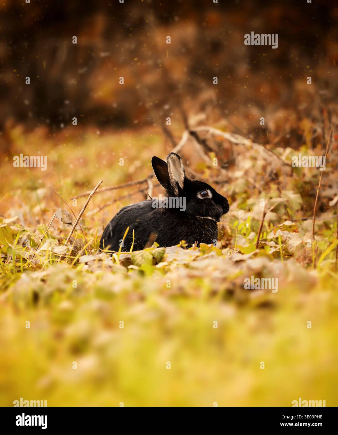 Schöne schwarze Kaninchen fotografiert in der Herbstsaison. Stockfoto