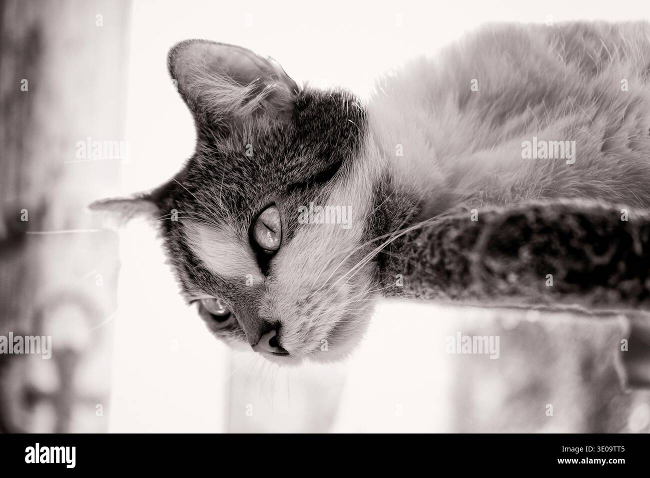 Hauskatze, Kurzhaar in Europa Stockfoto