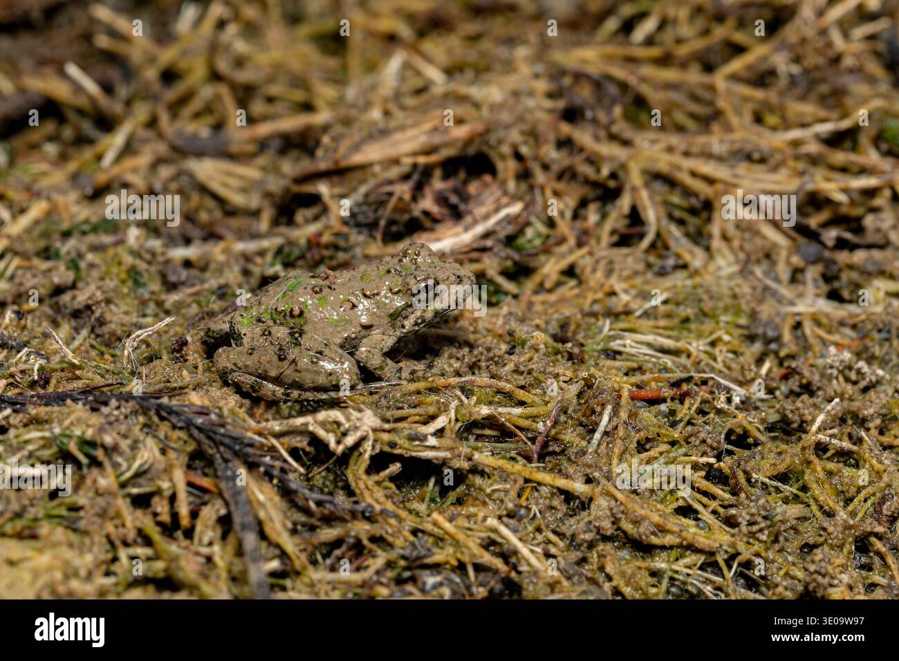 Südlicher Leopardenfrosch im Gras. Naturschutz, Gewohnheitsverlust und Naturschutzkonzept. Stockfoto